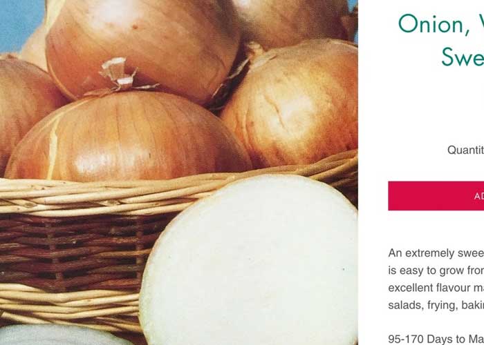 cebollas cebolla blanca