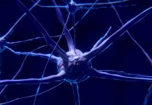 A esto se debe que existan personas más inteligentes, según estudio inteligencia humana