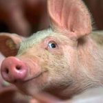 Cerdo es lanzado desde un helicóptero a la piscina de un empresario argentina