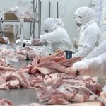 Presentan avances en la producción de cerdo en Nicaragua nicaragua