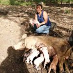 Chontales cumple estrategias de mejoramiento genético en producción porcina nicaragua