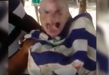 Impresionante video de un cerdo que nació con ojos humanos venezuela