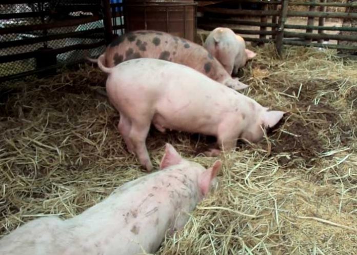 nicaragua policia nacional abigeato