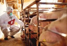 Científicos reviven cerebros de cerdos muertos por primera vez estados unidos
