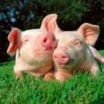 Los humanos podrían recibir corazones de cerdos en 2021 trasplantes de corazon