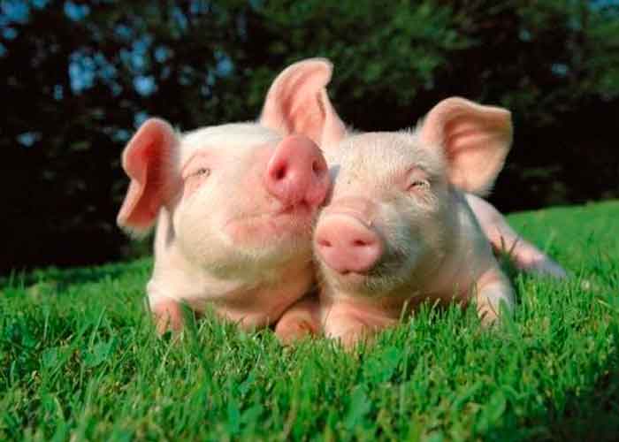 cerdos_M6HlcpF trasplantes de corazon