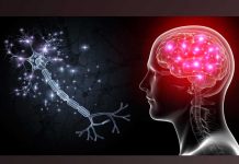 Tu cerebro seguirá creando neuronas hasta que cumplas 90 años