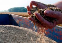 Estudiantes utilizan cereal para crear plástico biodegradable