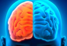 ¿Cómo se diferencian el lado derecho y el izquierdo del cerebro? como se diferencian