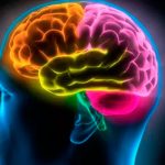 ¿Qué es la ameba comecerebros? que