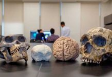 El cerebro humano ha crecido en los últimos 3 millones de años cerebro humano