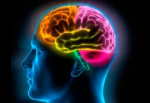¿Porqué al cerebro le cuesta más olvidar que recordar? porque