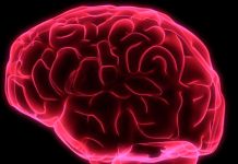 Descubren parte del cerebro clave en el paso de ver a actuar estudio