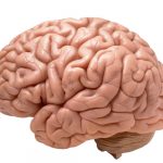 Conoce las curiosidades del cerebro humano conoce