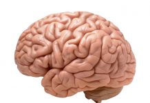 Conoce las curiosidades del cerebro humano conoce