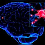 Una neurona causó la diferencia entre un humano y el reptil ciencia