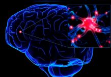 Una neurona causó la diferencia entre un humano y el reptil ciencia
