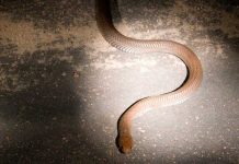 Encuentra peligrosa cobra venenosa en el inodoro de su hija encuentra