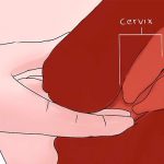 cervix