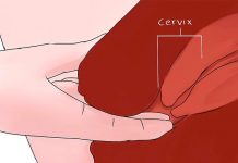 7 datos curiosos que debes manejar sobre tu cérvix cervix