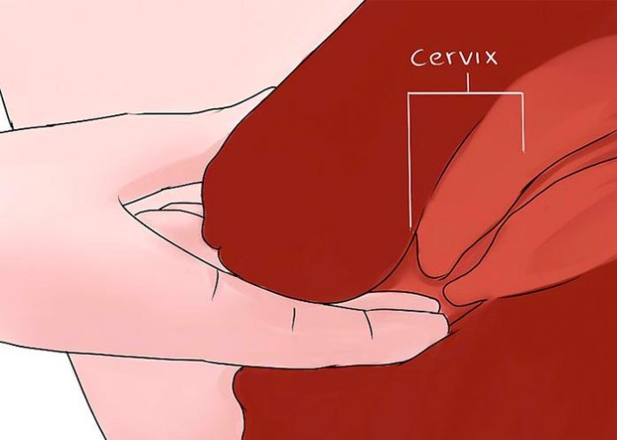 cerv cervix