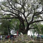 Nicaragua prepara jornada para celebrar Día Mundial del Medio Ambiente nicaragua