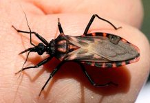 Prueban un nuevo medicamento contra el Chagas con efectos sólo transitorios