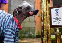 Chase, el perro más feo del Reino Unido, murió antes de cumplir 16 reino unido