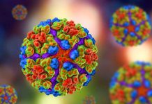¿Qué sabemos del virus chikungunya? virus