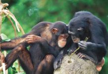 Descubren que los chimpancés comparten alimento solo con sus amigos