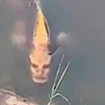 «Criatura humanoide»: Graban en China un pez con cara de humano china