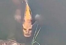 «Criatura humanoide»: Graban en China un pez con cara de humano china