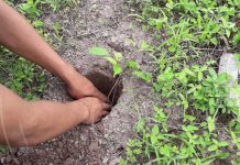 Lanzan Cruzada Nacional de reforestación en Chontales nicaragua