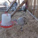 Managua inaugura granja de chompipes para mejorar investigaciones nicaragua