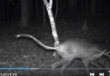 Video: Captan a supuesto «chupacabras» en bosques de Carolina del Norte estados unidos