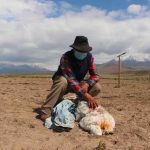 Alarma en Chile por el «chupacabras» que ha matado a más de 50 animales chile