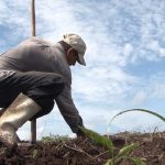 Más de 21 millones quintales de granos básicos producirá Nicaragua nicaragua