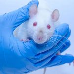 Científicos descubren mecanismo que inhibe la leucemia en ratones leucemia