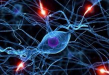 Científicos crearán minicerebros para tratar autismo