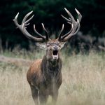 Un hombre dispara a un ciervo pero este ‘resucita’ y lo mata nicaragua