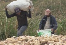 Productores del norte de Nicaragua inician cosecha de granos básicos en el primer ciclo agrícola nicaragua