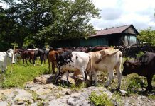 Familias de Tipitapa contribuyen a la economía local nicaragua