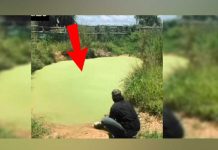 Hambriento reptil intenta devorar a un turista, mira que pasa hambriento reptil