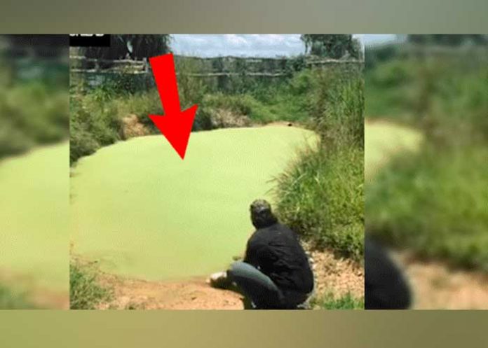 co_EZGbMDR hambriento reptil