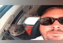 Dejó a su perro en su vehículo y cuando regresó encontró un koala dejo a su perro