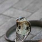 Brasileño en coma tras ser mordido por una cobra monocelada brasil