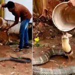 Impactante lo que ocurre al momento que este hombre baña a una gigantesca cobra video