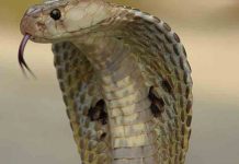 Encuentran en la India una cobra de dos cabezas (VIDEO) india