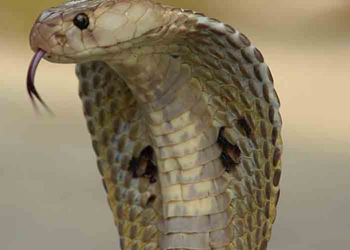 cobra-de-dos-cabezas india