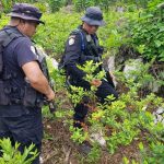 Destruyen más de dos millones de matas de coca en Guatemala guatemala